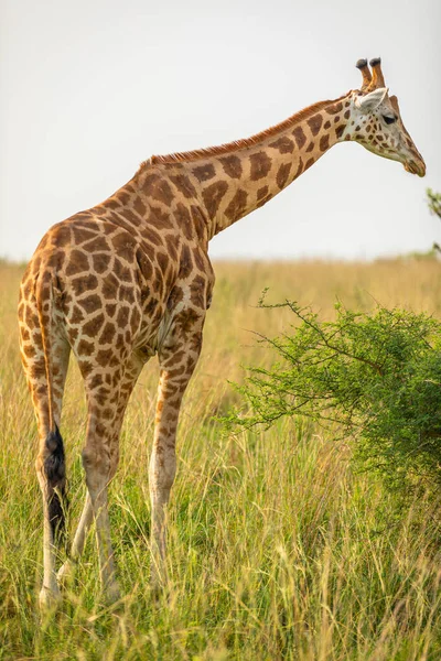 Rothschild Giraffe Giraffa Camelopardalis Rothschildi Murchison Falls National Park Uganda — Stockfoto