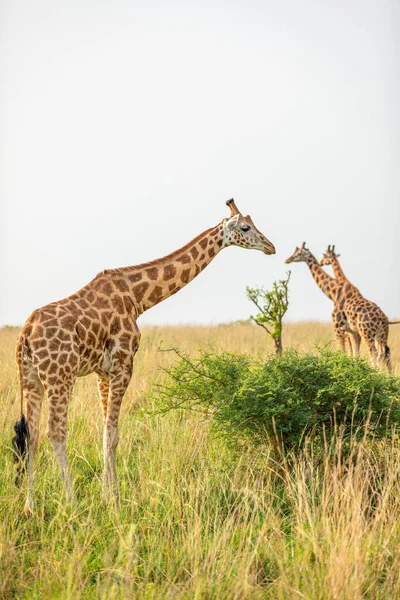 ロスチャイルドのキリン Giraffa Camelopardalis Rothschildi マーチソン滝国立公園 ウガンダ — ストック写真
