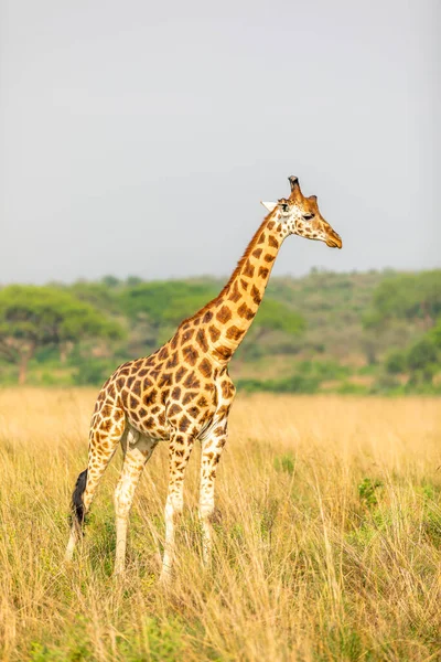 Rothschild Giraffe Giraffa Camelopardalis Rothschildi Murchison Falls National Park Uganda — Stock Photo, Image