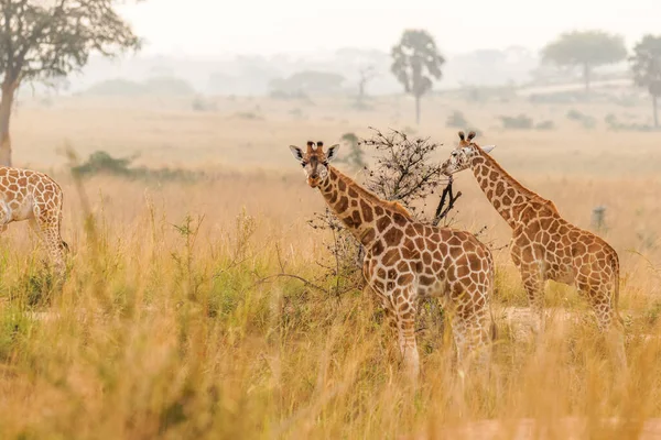 Két Baba Rothschild Zsiráf Giraffa Camelopardalis Rothschildi Gyönyörű Fényben Napkeltekor — Stock Fotó