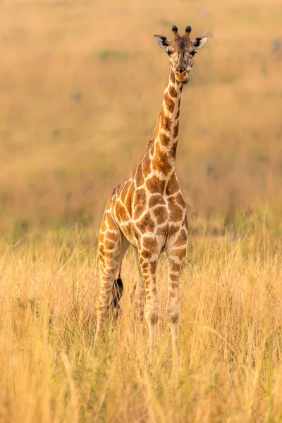 Girafa Rothschild Giraffa Camelopardalis Rothschildi Uma Bela Luz Pôr Sol — Fotografia de Stock