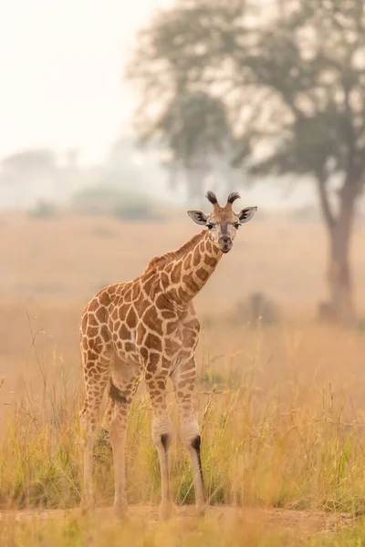 Egy Csecsemő Rothschild Zsiráf Giraffa Camelopardalis Rothschildi Gyönyörű Fényben Napkeltekor — Stock Fotó