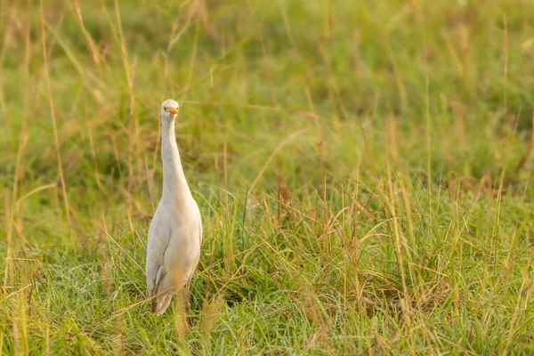 Большая Белая Цапля Egretta Alba Стоящая Поле Национальный Парк Murchison — стоковое фото