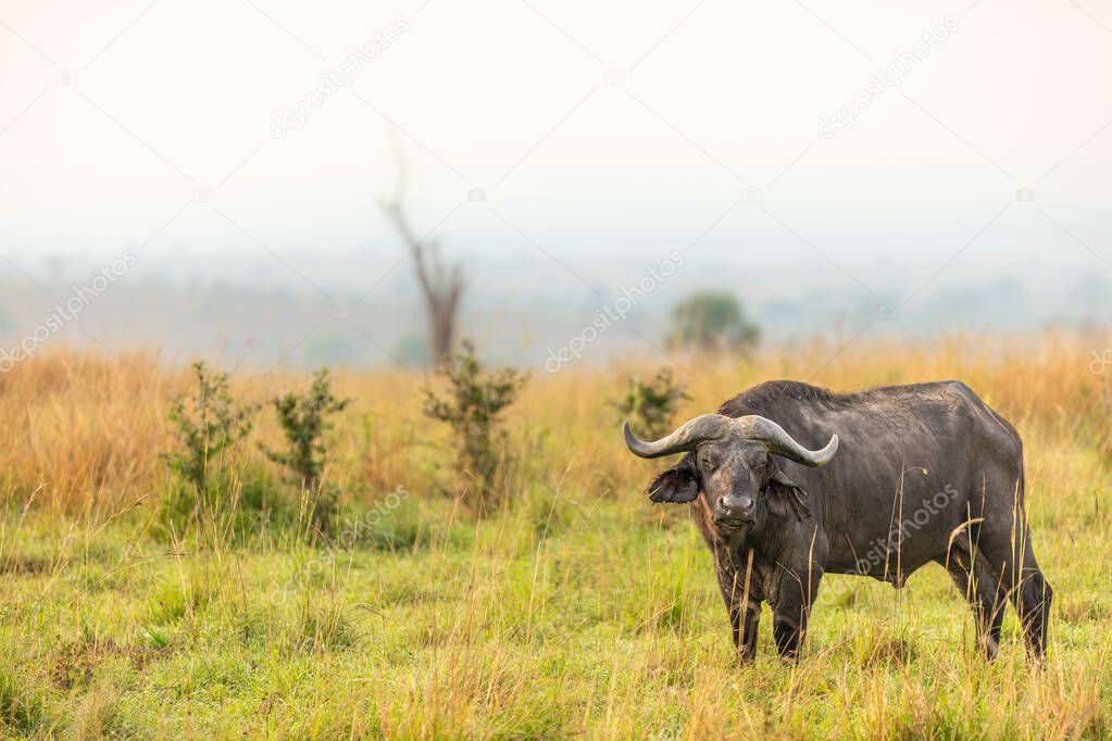 African buffalo or Cape buffalo (Syncerus caffer), Murchison Falls National Park, Uganda.