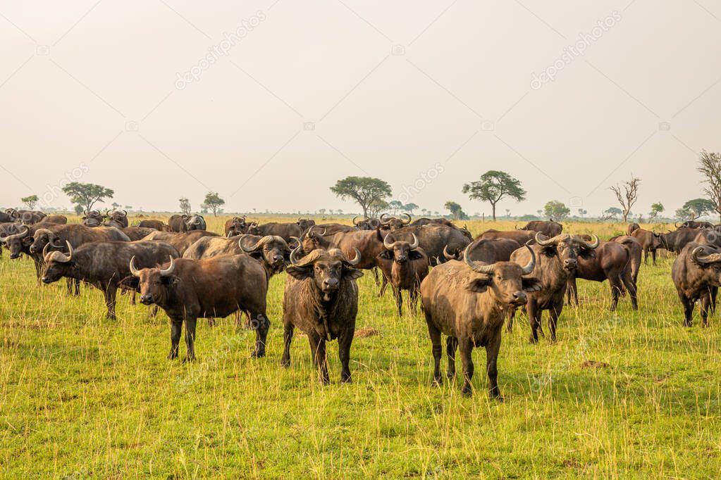 African buffalo or Cape buffalo (Syncerus caffer), Murchison Falls National Park, Uganda.