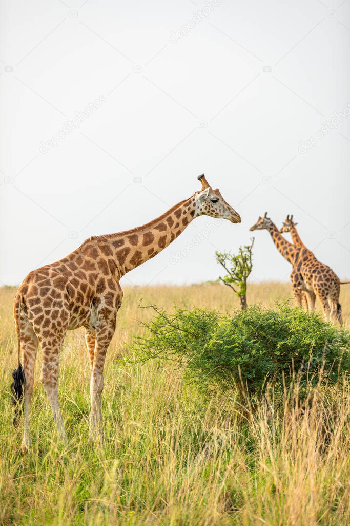 Rothschild's giraffe ( Giraffa camelopardalis rothschildi), Murchison Falls National Park, Uganda.