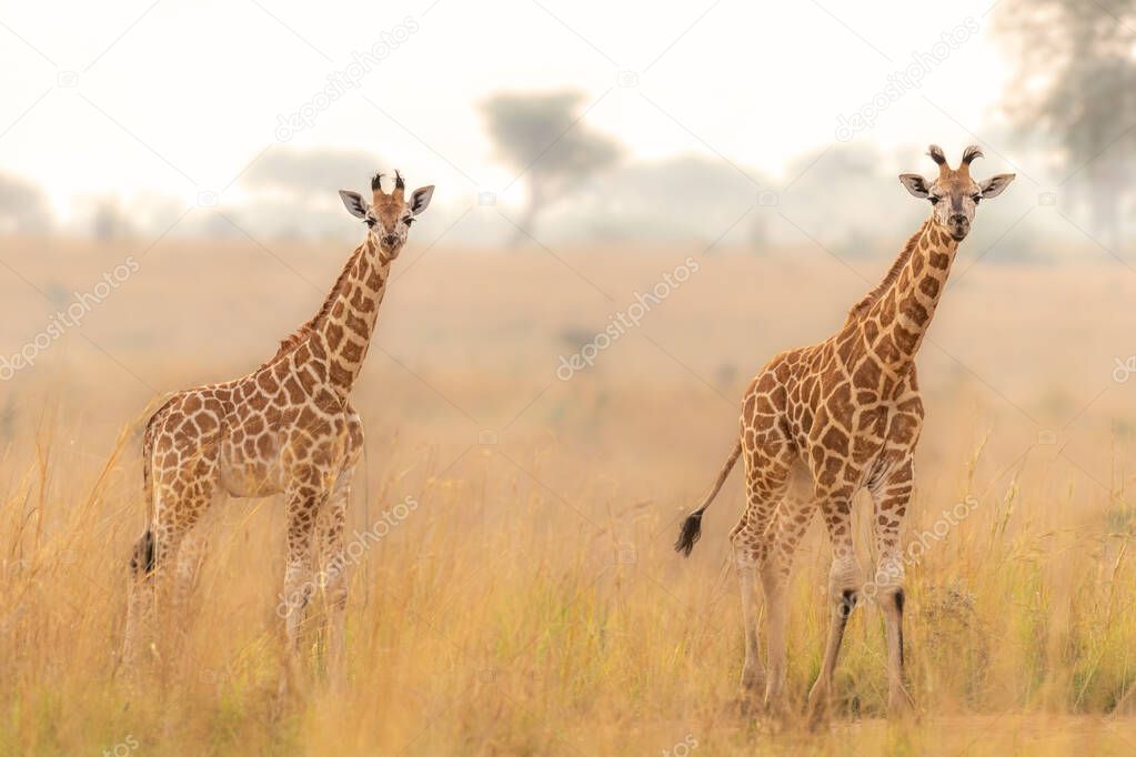 Two baby Rothschild's giraffe ( Giraffa camelopardalis rothschildi) in a beautiful light at sunrise, Murchison Falls National Park, Uganda.