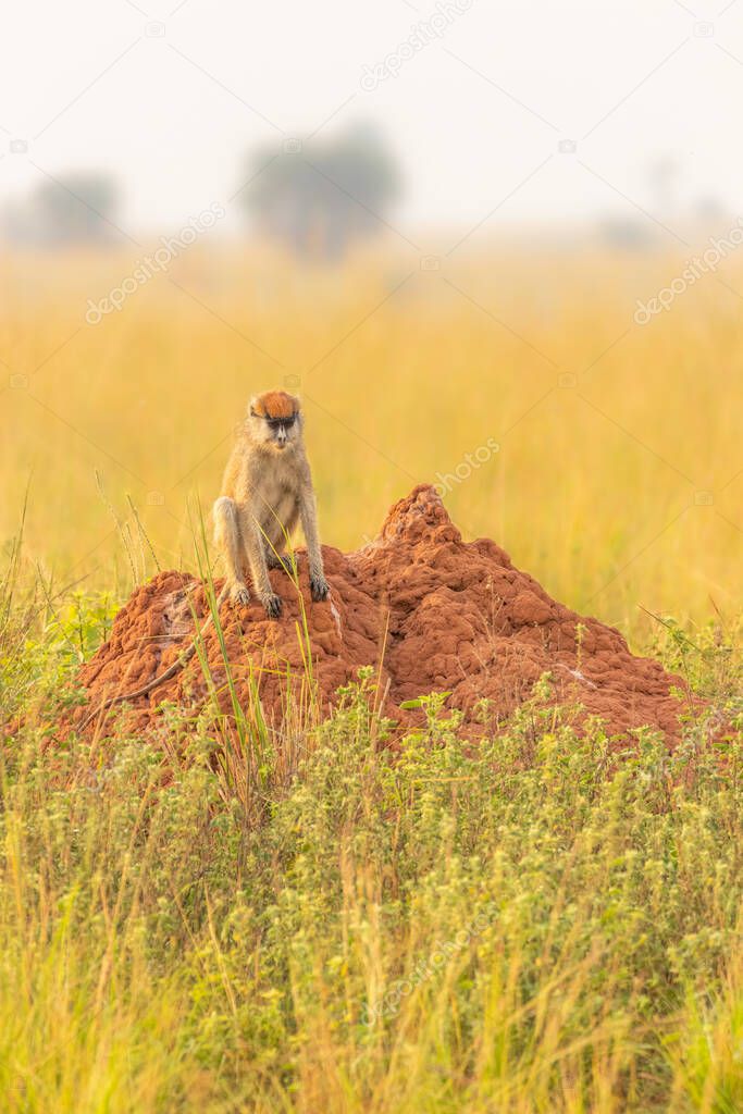 Patas monkey or hussar monkey looking for danger in beautiful morning light, Murchison Falls National Park, Uganda.