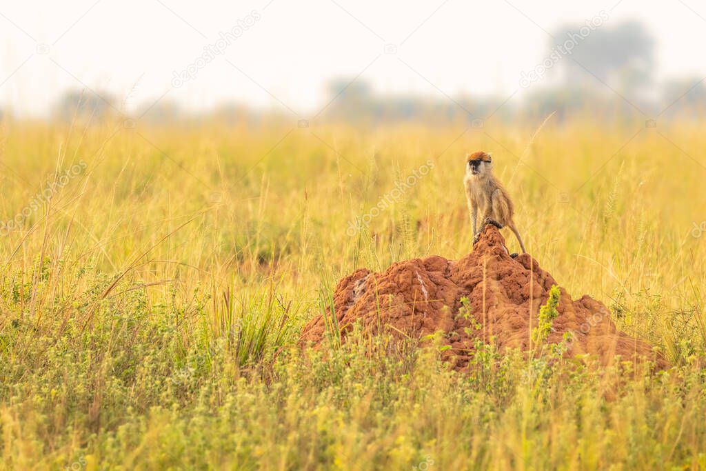 Patas monkey or hussar monkey looking for danger in beautiful morning light, Murchison Falls National Park, Uganda.