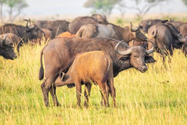 Bir dişi Afrika bizonu (Syncerus caffer) hemşirelik, Murchison Falls Ulusal Parkı, Uganda.
