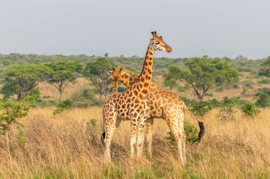 İki erkek zürafa (Giraffa camelopardalis rothschildi) birbiriyle dövüşüyor, bu iki zürafanın dansı, Murchison Falls Ulusal Parkı, Uganda.