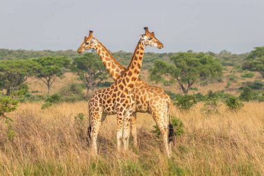 İki erkek zürafa (Giraffa camelopardalis rothschildi) birbiriyle dövüşüyor, bu iki zürafanın dansı, Murchison Falls Ulusal Parkı, Uganda.