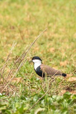Kanatlı kanatlılar (Vanellus spinosus), Charadriidae familyasından, Murchison Falls Ulusal Parkı, Uganda 'da yaşayan bir çulluk türü..
