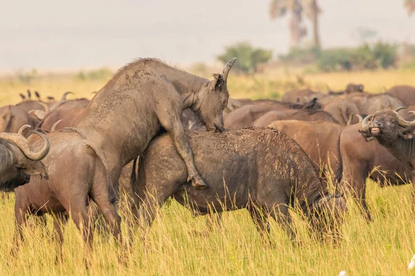 Afrikai Bölény Vagy Cape Buffalo Syncerus Caffer Murchison Falls Nemzeti — Stock Fotó