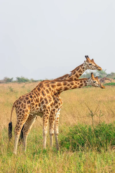 Duas Girafas Masculinas Giraffa Camelopardalis Rothschildi Lutando Entre Esta Parte — Fotografia de Stock