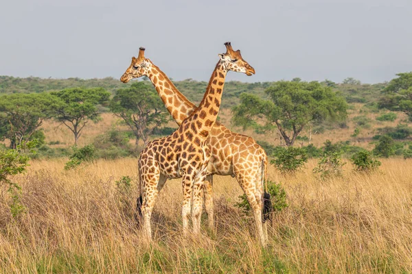 Duas Girafas Masculinas Giraffa Camelopardalis Rothschildi Lutando Entre Esta Parte — Fotografia de Stock