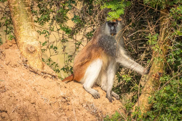 Patas Monkey Hussar Monkey Looking Danger Murchison Falls National Park — Stock Photo, Image