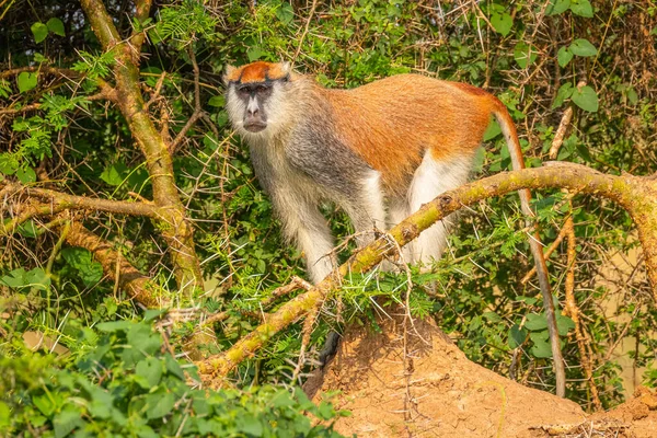 Patas Monkey Hussar Monkey Looking Danger Murchison Falls National Park — Stock Photo, Image