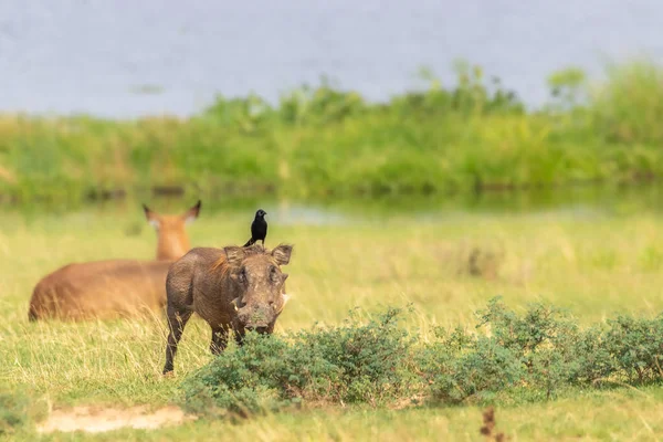 Ein Warzenschwein Phacochoerus Africanus Blickt Die Kamera Murchison Falls National — Stockfoto