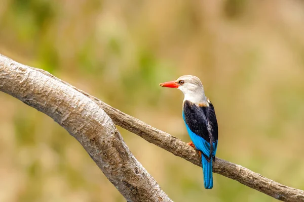 Pescador Real Cabeça Cinza Halcyon Leucocephala Parque Nacional Murchison Falls — Fotografia de Stock