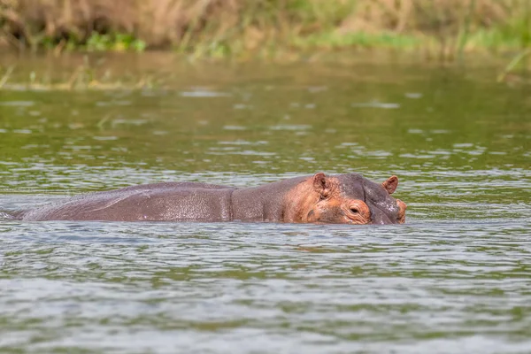 Egy Részben Elsüllyedt Víziló Hippopotamus Amphibius Vagy Víziló Murchison Falls — Stock Fotó