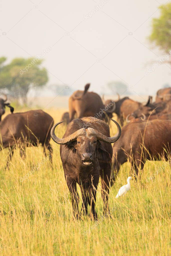 African buffalo or Cape buffalo (Syncerus caffer), Murchison Falls National Park, Uganda.