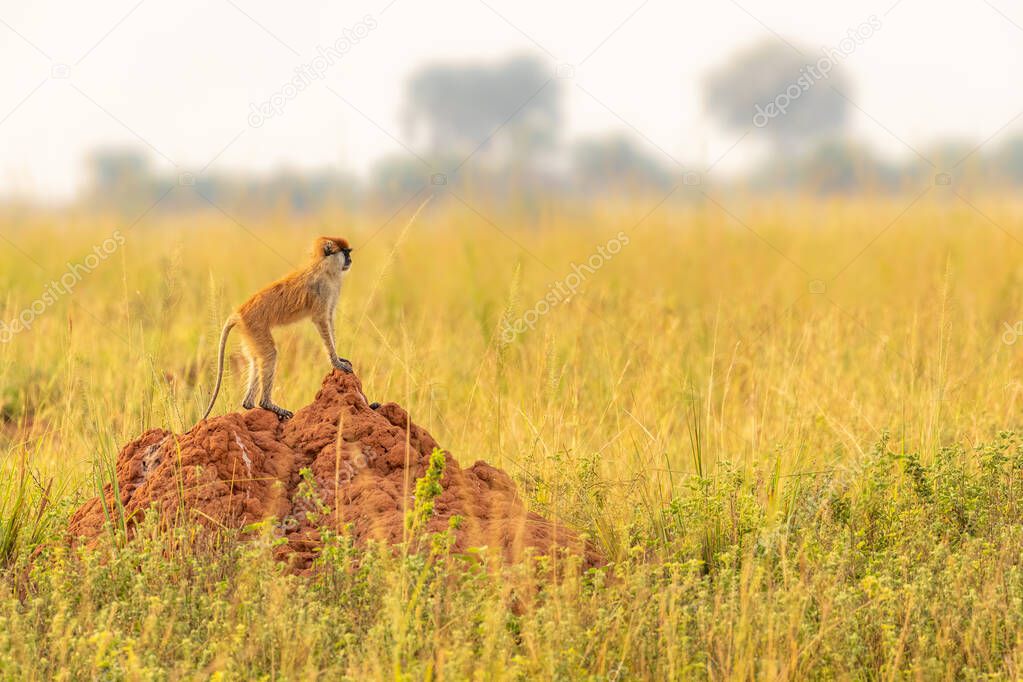 Patas monkey or hussar monkey looking for danger in beautiful morning light, Murchison Falls National Park, Uganda.