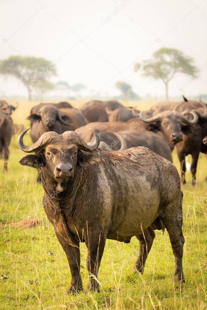 The big male african buffalo or Cape buffalo (Syncerus caffer) with his herd, Murchison Falls National Park, Uganda.