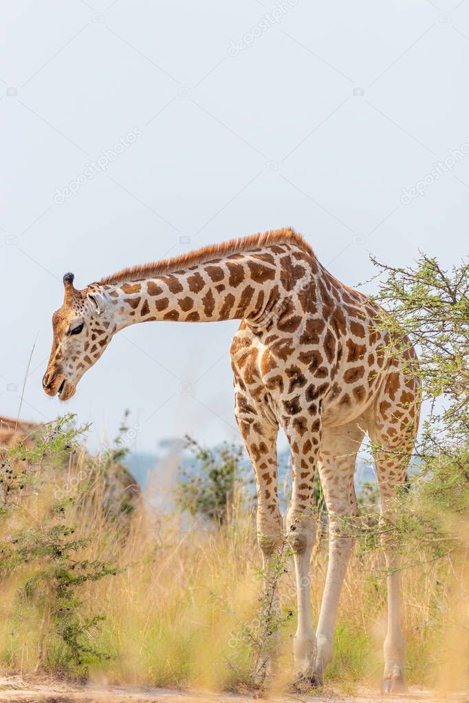 Rothschild's giraffe ( Giraffa camelopardalis rothschildi), Murchison Falls National Park, Uganda.