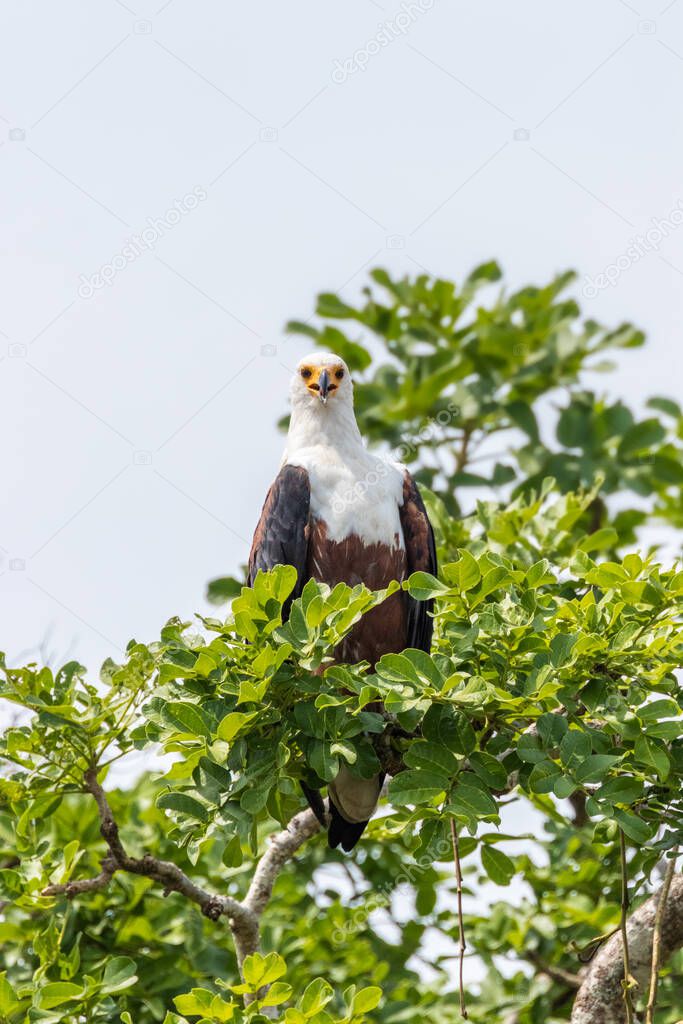 African Fish Eagle (Haliaeetus vocifer), Murchison Falls National Park, Uganda.