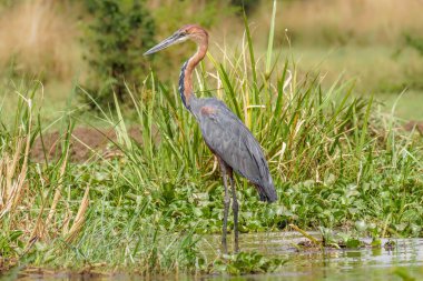Goliath Heron (Ardea Goliath) ya da balıkçılgiller (Ardeidae) familyasından dev balıkçıl kuşu..
