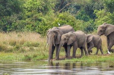 Bir fil sürüsü (Loxodonta Africana) Nil nehri kıyısında, Murchison Falls Ulusal Parkı, Uganda 'da su içiyor..