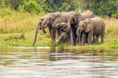 Bir fil sürüsü (Loxodonta Africana) Nil nehri kıyısında, Murchison Falls Ulusal Parkı, Uganda 'da su içiyor..
