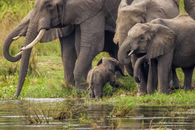 Sürü su içerken suda oynayan yavru bir fil (Loxodonta Africana), Murchison Falls Ulusal Parkı, Uganda.