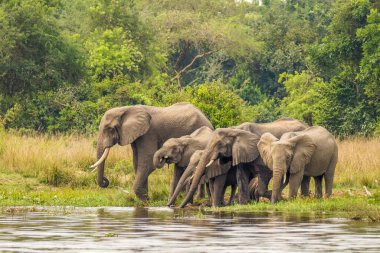 Bir fil sürüsü (Loxodonta Africana) Nil nehri kıyısında, Murchison Falls Ulusal Parkı, Uganda 'da su içiyor..