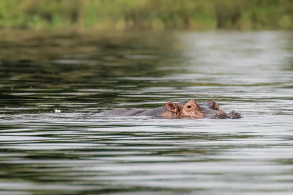 Hipopótamo Comum Hippopotamus Amphibius Parque Nacional Murchison Falls Uganda — Fotografia de Stock
