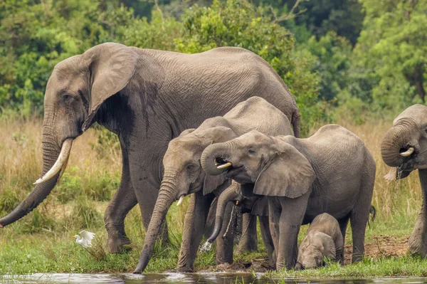 乌干达Murchison Falls国家公园 一群大象 Loxodonta Africana 在河边喝水 还有一群小大象在河边玩耍 — 图库照片