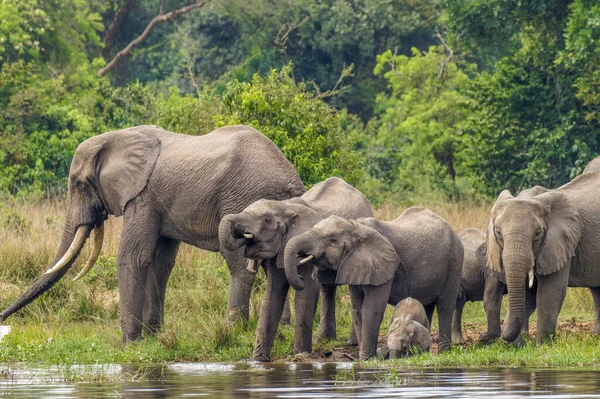 乌干达Murchison Falls国家公园 一群大象 Loxodonta Africana 在河边喝水 还有一群小大象在河边玩耍 — 图库照片