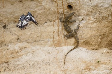 Pied Kingfisher (Ceryle rudis) Nil gözlemcisi kertenkeleye (Varanus niloticus), Murchison Falls Ulusal Parkı, Uganda 'ya saldırır..