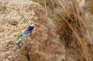 Gri başlı kralbalıkçı (Halcyon leucocephala), Uganda 'daki Uganda' daki Murchison Falls Ulusal Parkı 'nda Victoria Nehri' nin kıyısında bir dalda oturuyor..
