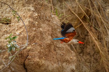 Gri başlı kralbalıkçı (Halcyon leucocephala) Victoria nehrinin kıyısında Uganda 'daki Murchison Falls Ulusal Parkı' nda uçuyor..