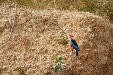 Gri başlı kralbalıkçı (Halcyon leucocephala), Uganda 'daki Uganda' daki Murchison Falls Ulusal Parkı 'nda Victoria Nehri' nin kıyısında bir dalda oturuyor..