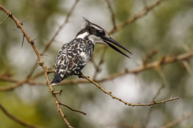 Pied Kingfisher (Ceryle rudis) Victoria nehrinin kıyısında, Murchison Falls Ulusal Parkı, Uganda.