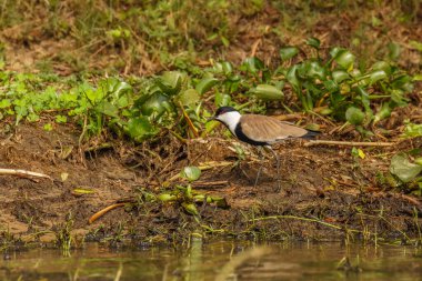 Kanatlı kanatlılar (Vanellus spinosus), Charadriidae familyasından, Murchison Falls Ulusal Parkı, Uganda 'da yaşayan bir çulluk türü..