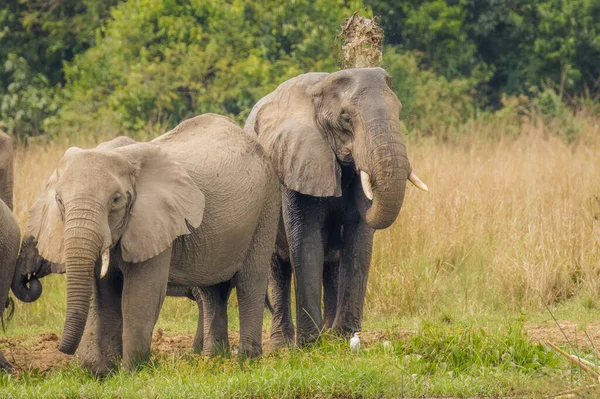 乌干达Murchison Falls国家公园 一头大象 Loxodonta Africana 向自己身上泼水 — 图库照片