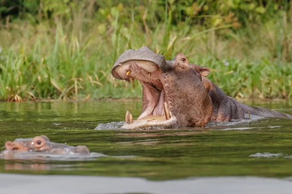 Hipopótamo Común Hippopotamus Amphibius Abriendo Boca Grande Parque Nacional Murchison — Foto de Stock