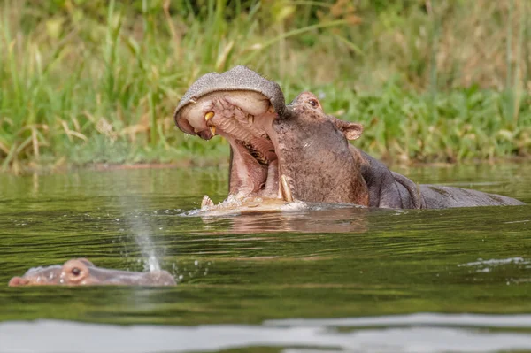 Hipopótamo Común Hippopotamus Amphibius Abriendo Boca Grande Parque Nacional Murchison —  Fotos de Stock