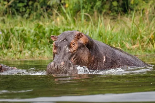 Běžný Hroch Hroch Obojživelný Zavírá Svou Velkou Tlamu Murchison Falls — Stock fotografie