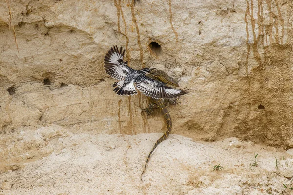 Pied Kingfisher Ceryle Rudis Die Een Nijlvaraan Varanus Niloticus Aanvalt — Stockfoto