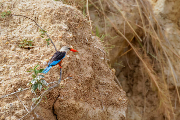 The grey-headed kingfisher (Halcyon leucocephala) sitting on a branch on the riverbanks of the Victoria river, Murchison Falls National Park, Uganda.